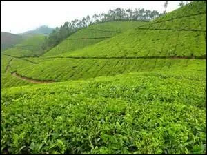 Ainsi naquit l'(... ) du th. Cette lgende, La (... ) savoure chaque jour.