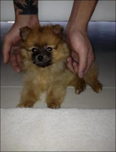 Comment s'appelle ce chien ?