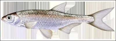 Petit poisson argent, elle fait souvent le bonheur du pcheur dbutant !