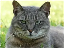 Le mot commence par : Sa ...