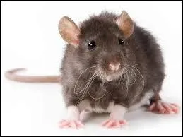 Le mot commence par : Sa ...