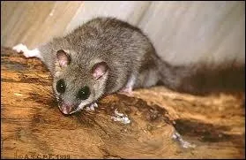 Le mot commence par : Sa ...