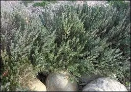 Le mot commence par : Sa ...