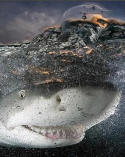 C'est bien plus tt, alors tout jeune, qu'il fut chant par ...