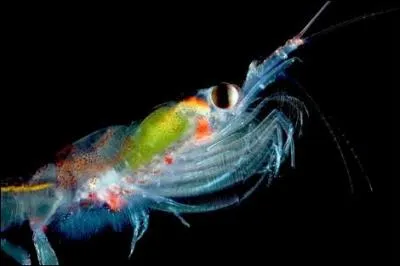 Vous n'allez pas me croire, mais il existe une troupe musicale et de spectacle qui porte le nom de cet animal !