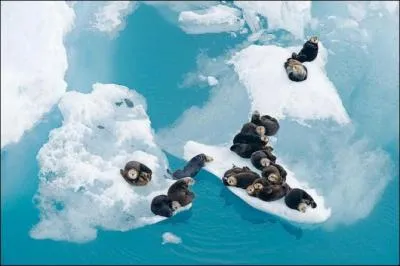 Dterminer cet animal, amateur de coquillages et de crabe, vous donnera  coup sr le nom de cette chanson !