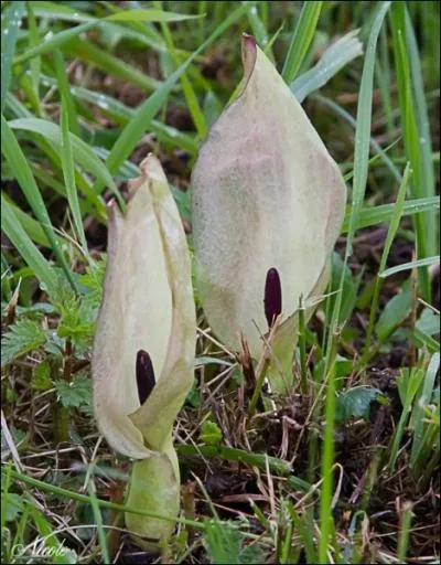 Le sixime palier accompagne le pied si c'est l'arum tachet :