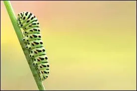 Et un dernier : qu'est-ce-que c'est ?