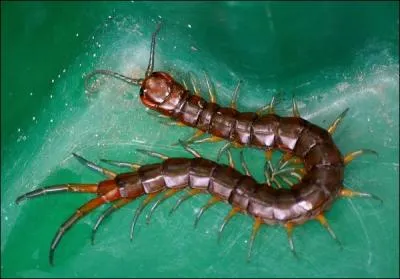 Et cette grosse bte ?