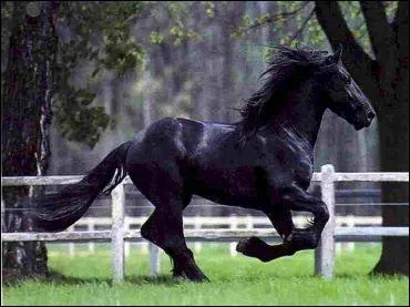 De quelle race est ce cheval ?