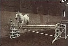 Le cheval de selle franais est mieux qualifi en :