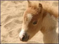 Le cheval peut aussi tre utilis pour son urine.