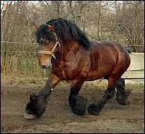 Les chevaux de trait sont destins  :