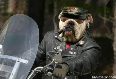 Avec Nicolas Cage, film fantastique o un cascadeur vend son me au diable ...