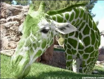 Adaptation d'un roman de Stephen King avec Tom Hanks (1999) qui se droule dans un pnitencier ...