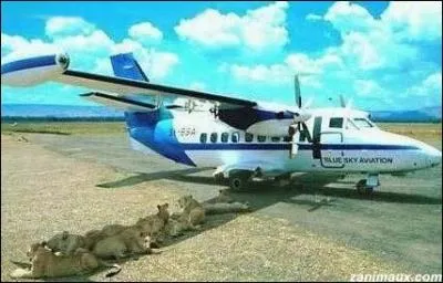 Film culte comique amricain (1980) parodie des films catastrophes ...