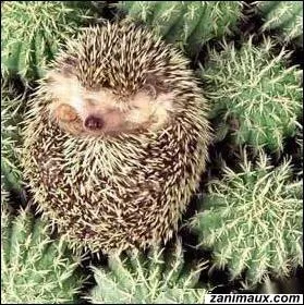 Film d'animation de 1999 avec pour hros bleu la mascotte des jeux vidos de SEGA ...