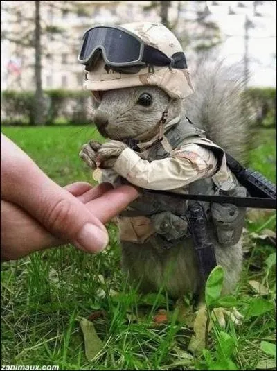 Film amricain de guerre ralis par Steven Spielberg (1998) avec Tom Hanks ...