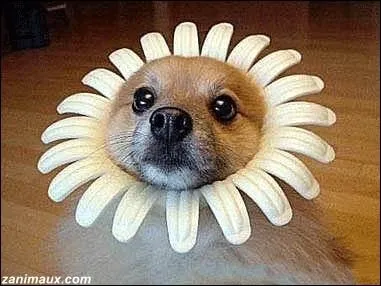 Comdie franaise de 1995 ralis par tienne Chatiliez avec Michel Serrault et Eddy Mitchell ...