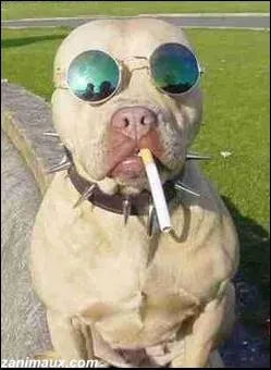 Un film de Oliver Stone (1994) qui relate la mdiatisation d'un couple de tueurs violents et starifis ...