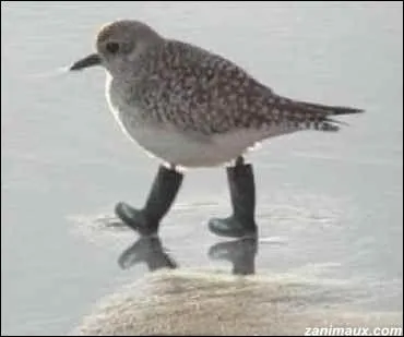 Un film amricain  l'humour trs dcal avec Val Kilmer (2002) qui relate comment une star de rock dmantle un complot no-nazis ...