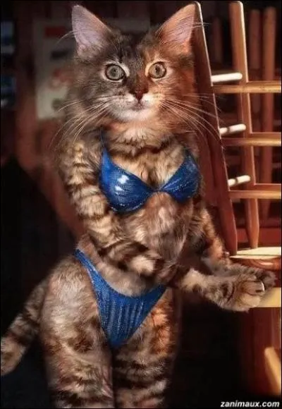 Film amricain de Andrew Bergman (1996) qui relate comment Demi Moore danse dnude le soir afin de conserver la garde de son enfant ...