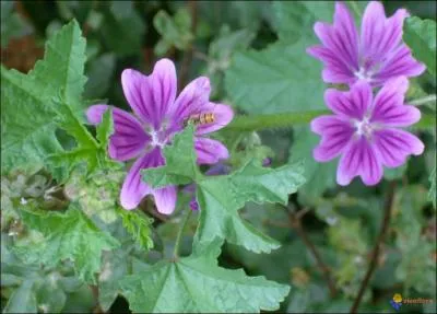  (... ) mauve a pour fonction, prise en dcoction,  ton ventre (... ) de rendre la (... ) .