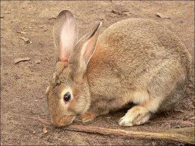 Quel est le nom scientifique du lapin europen ?