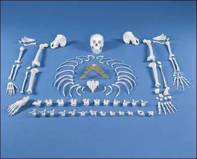 Combien d'os y a-t-il dans le corps humain ?