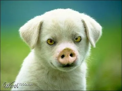 En rapport avec mon avatar  qui vous donnez un ballon en le faisant passer pour un europen de l'est :