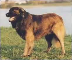 Quelle est la race de ce chien ?