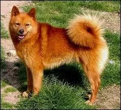 Quelle est la race de ce chien ?