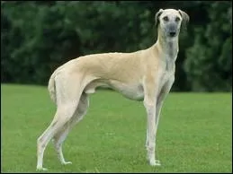 Quelle est la race de ce chien ?