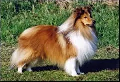 Quelle est la race de ce chien ?