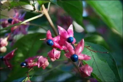 Si la floraison blanche et rouge est gnreuse, la fructification est spectaculaire, celle du :