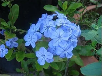 Plante d'Afrique du sud que l'on dit capable de gurir des intoxications au plomb.