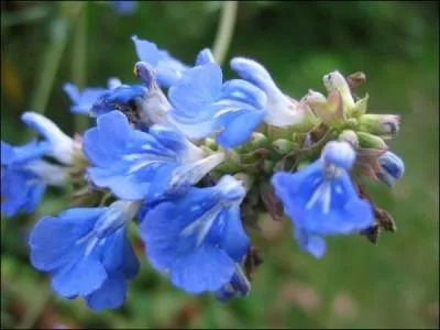 Un joli bleu de porcelaine.