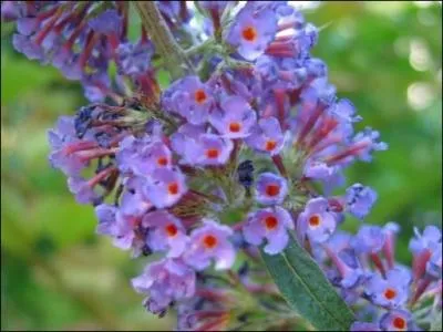 Oui, il attire les papillons mais aussi notre regard par son bleu intense, rehauss d'orange.