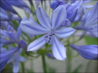 Vous aimez les fleurs bleues, en voil encore une.