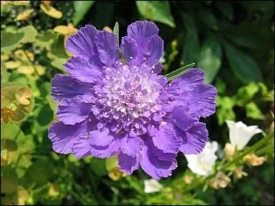 Des ptales joliment plisss.