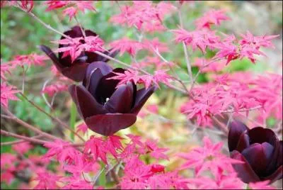 Elle a pour nom  reine de la nuit .