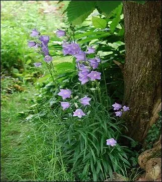 Elles savent se mettre en valeur.