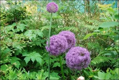 Pourpre ou violet ? Qu'importe, il est magnifique !