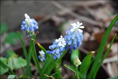 Vous apprciez sa dlicatesse d'opale.