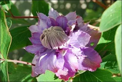 Somptueuse fleur, ornement de choix pour une pergola.