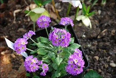 Modeste mais dcorative.