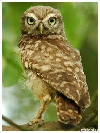 Encore une autre chouette à reconnaître.