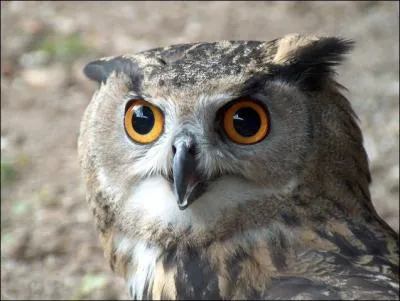 Reconnaissez-vous ce hibou ?