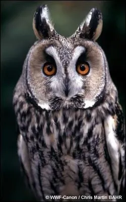 Reconnaissez-vous ce hibou ?