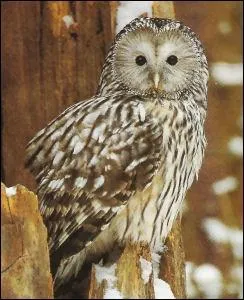 Quelle est cette chouette ?